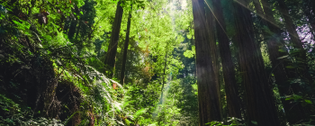 Forest with sunshine coming from above
